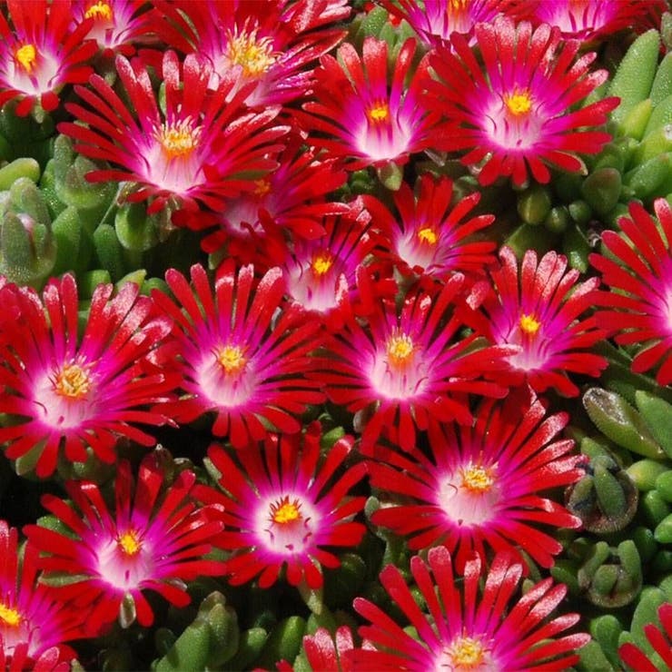 flowers high quality flower seeds for growing vibrant and colorful blooms in home gardens and landscapes organic flowers premium organic flower seeds for sustainable gardening and beautiful blossoms suitable for all climates