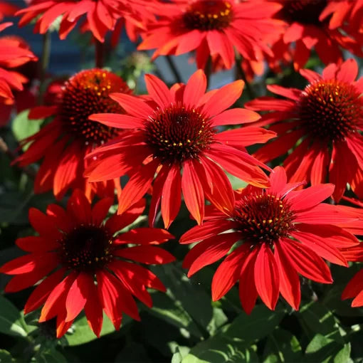 Sangrita Red Echinacea Seeds Vibrant Red Coneflower High Germination Garden Seeds heirloom non-gmo seeds