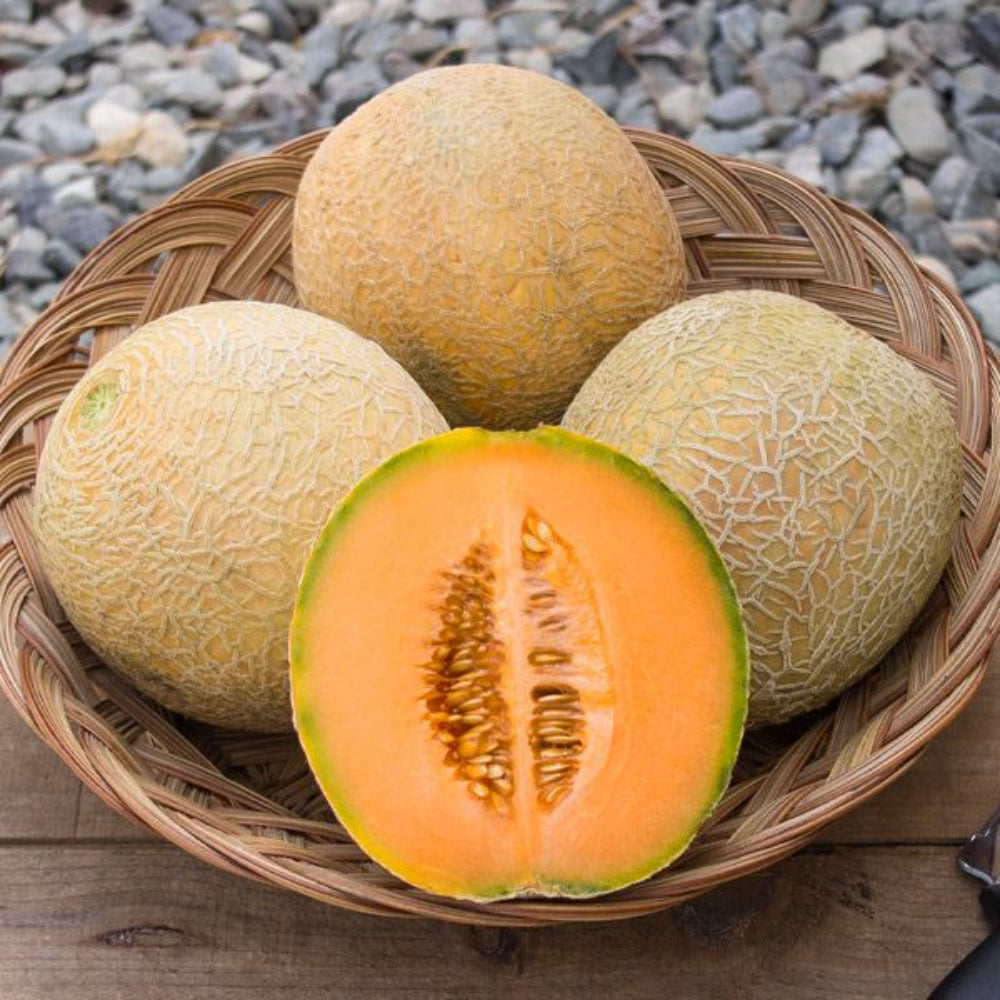 Mid Maturity, Good Disease Resistance, High Quality Melon – Heirloom, Non-GMO, High Germination Organic Garden Seeds