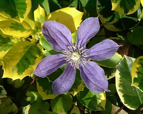 Clematis Integrifolia Baby Blue Seeds Climbing Flower Seeds for Planting in Trellises and Borders