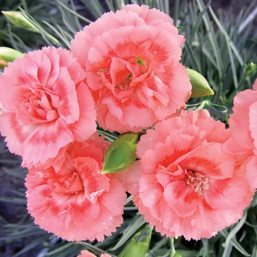 Tall Romance Dianthus Seeds Long-Bloom Perennial Garden Pinks High Germination Garden Seeds heirloom non-gmo seeds