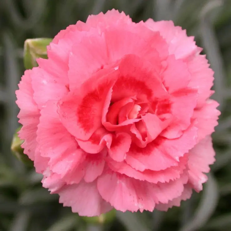 Dianthus Tall Romance Seeds