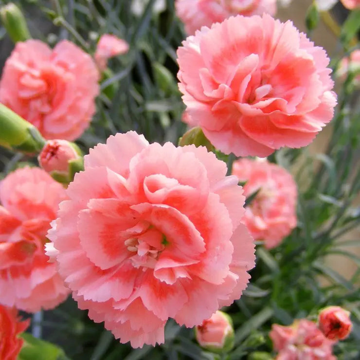 Dianthus Tall Romance Seeds