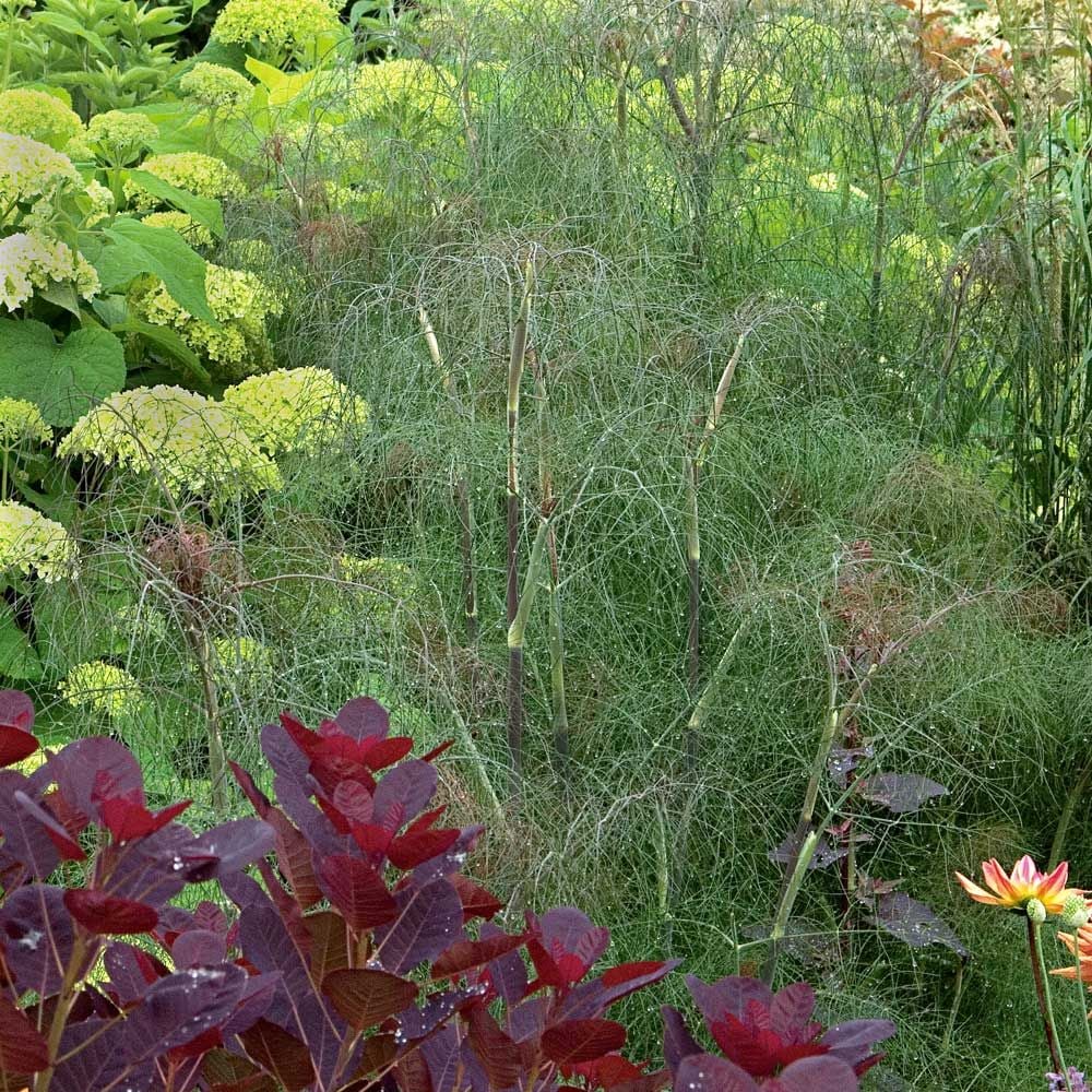 Fennel Seeds - Smokey Bronze