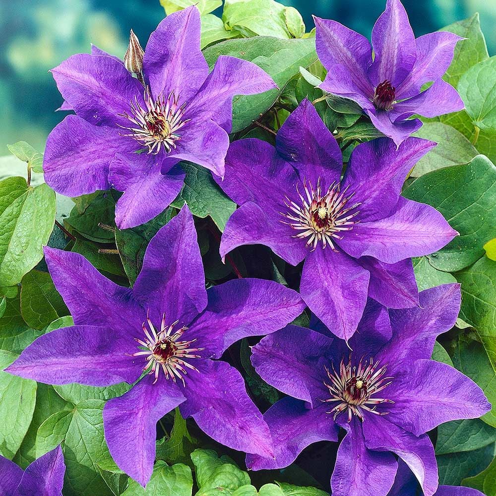 Clematis Integrifolia Baby Blue Seeds Climbing Flower Seeds for Planting in Trellises and Borders