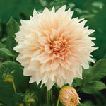 Cafe Au Lait Dahlia Seeds Large Cream-Peach Dinnerplate Dahlia High Germination Garden Seeds heirloom non-gmo seeds