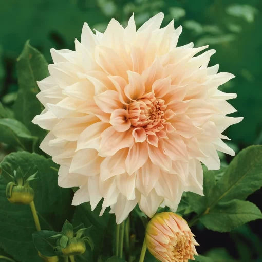 Cafe Au Lait Dahlia Seeds Large Cream-Peach Dinnerplate Dahlia High Germination Garden Seeds heirloom non-gmo seeds