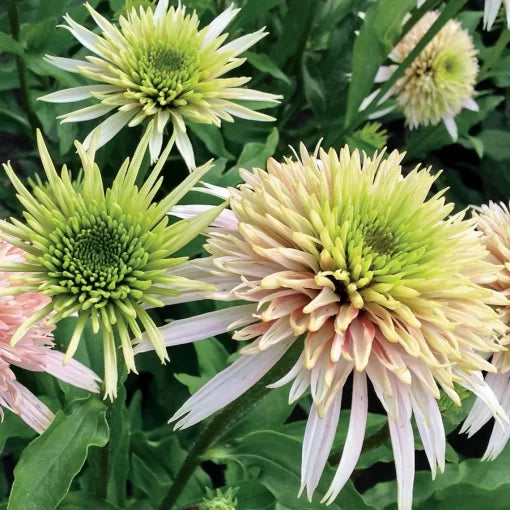 Cherry Fluff Coneflower Seeds Double Cream-Pink Echinacea High Germination Garden Seeds heirloom non-gmo seeds