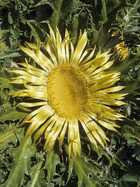 Acanthifolia Flower Seeds for Planting, Heirloom, Non-GMO, 100