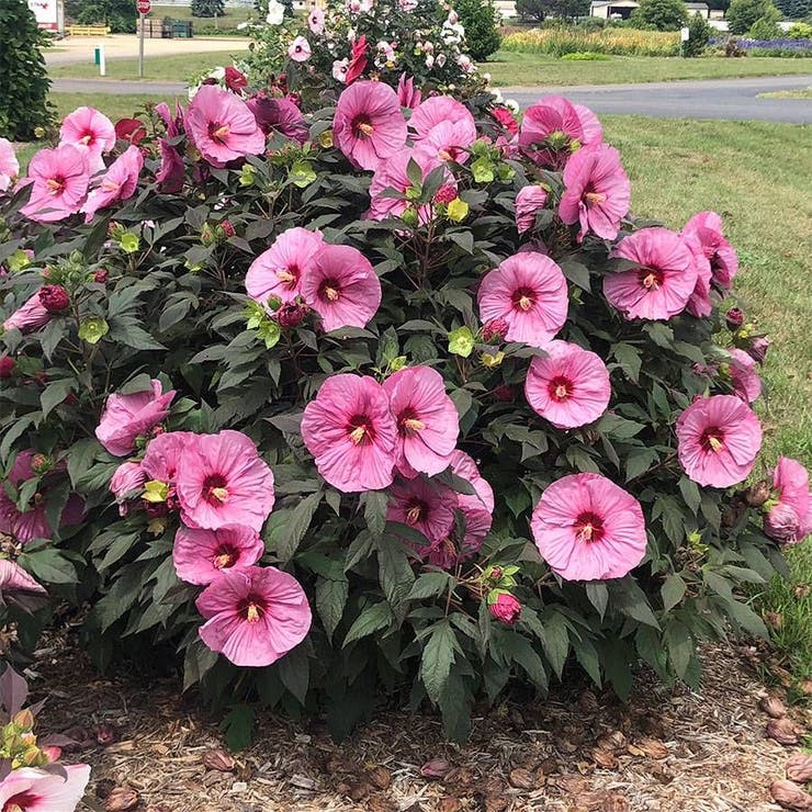 flowers high quality flower seeds for growing vibrant and colorful blooms in home gardens and landscapes organic flowers premium organic flower seeds for sustainable gardening and beautiful blossoms suitable for all climates