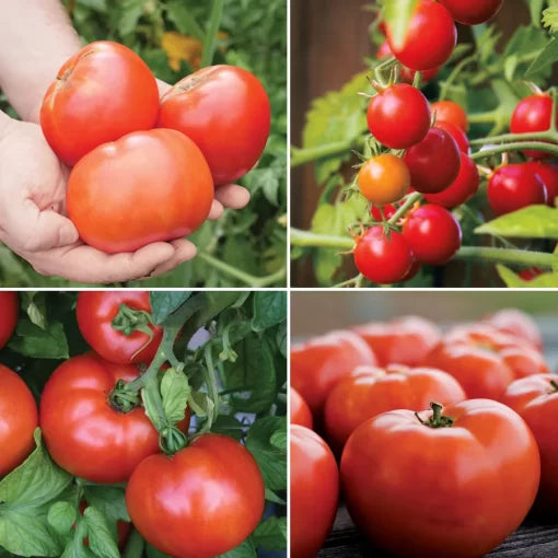 Exclusive Tomato Variety Seed Collection High Germination Garden Seeds heirloom non-gmo seeds