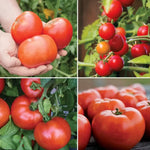 Exclusive Tomato Variety Seed Collection High Germination Garden Seeds heirloom non-gmo seeds