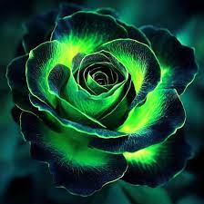Rose Black Rose Flower Seeds greenery