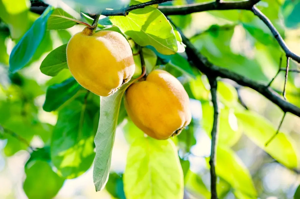 Yellow Quince Fruit Seeds - Grow This Aromatic, Tasty Fruit at Home