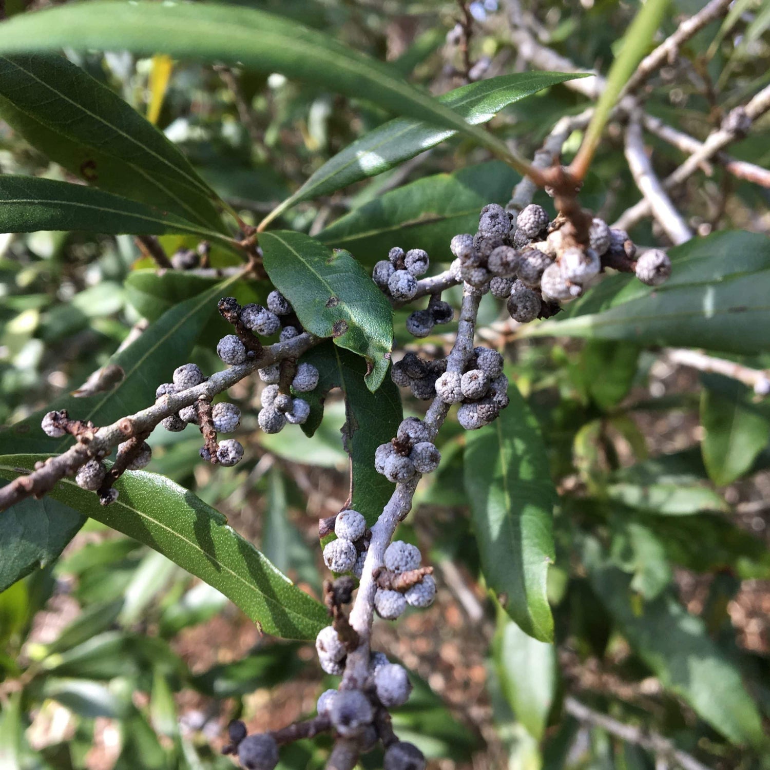 Wax Myrtle Southern Fruit Seeds, Grow Your Own Aromatic Fruit Trees