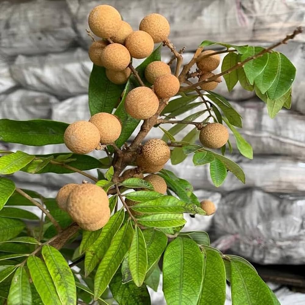 Longan Fruit Seeds for Growing Tropical and Sweet Longan Fruits