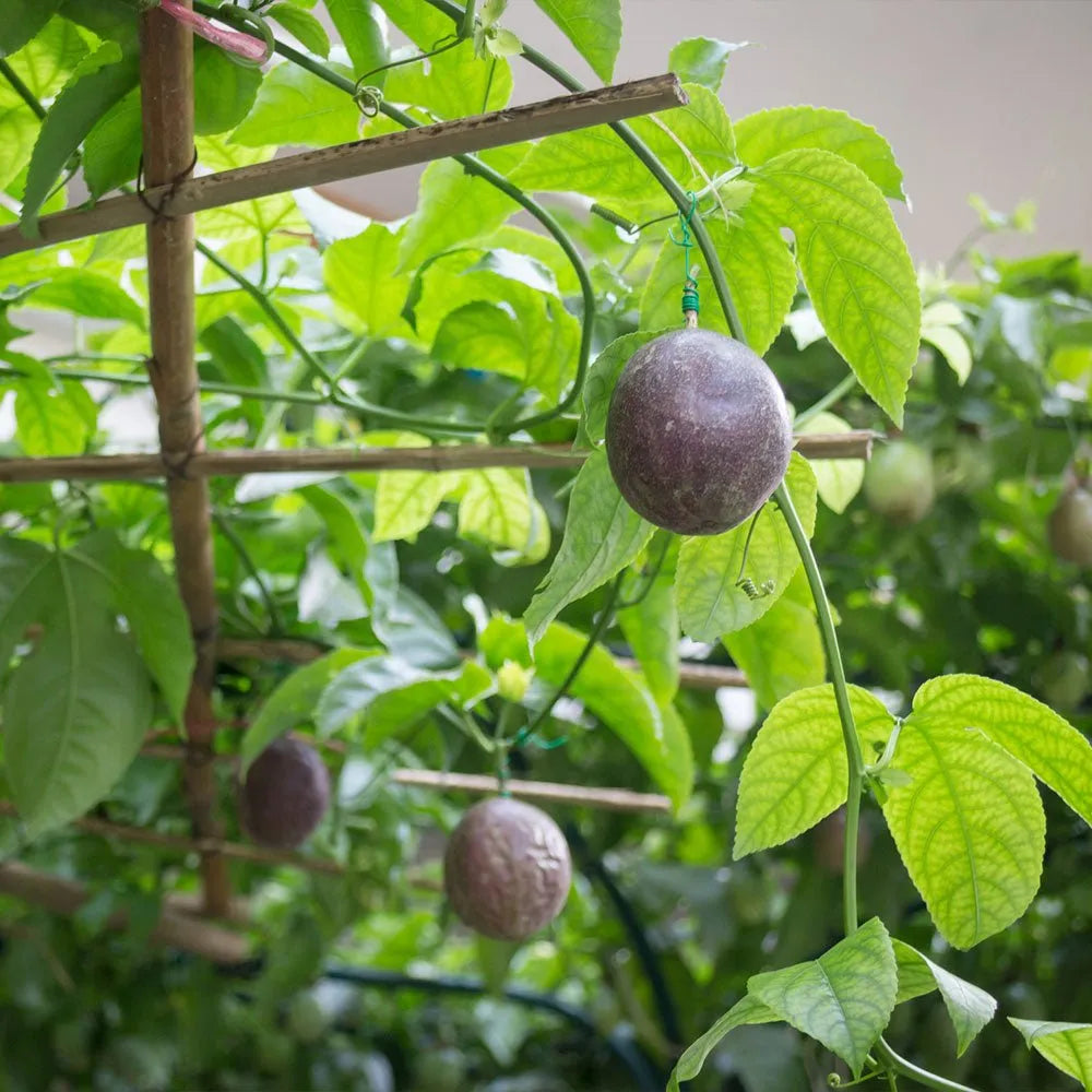 Passion Fruit Seeds for Tropical, Exotic Vines and Fruits