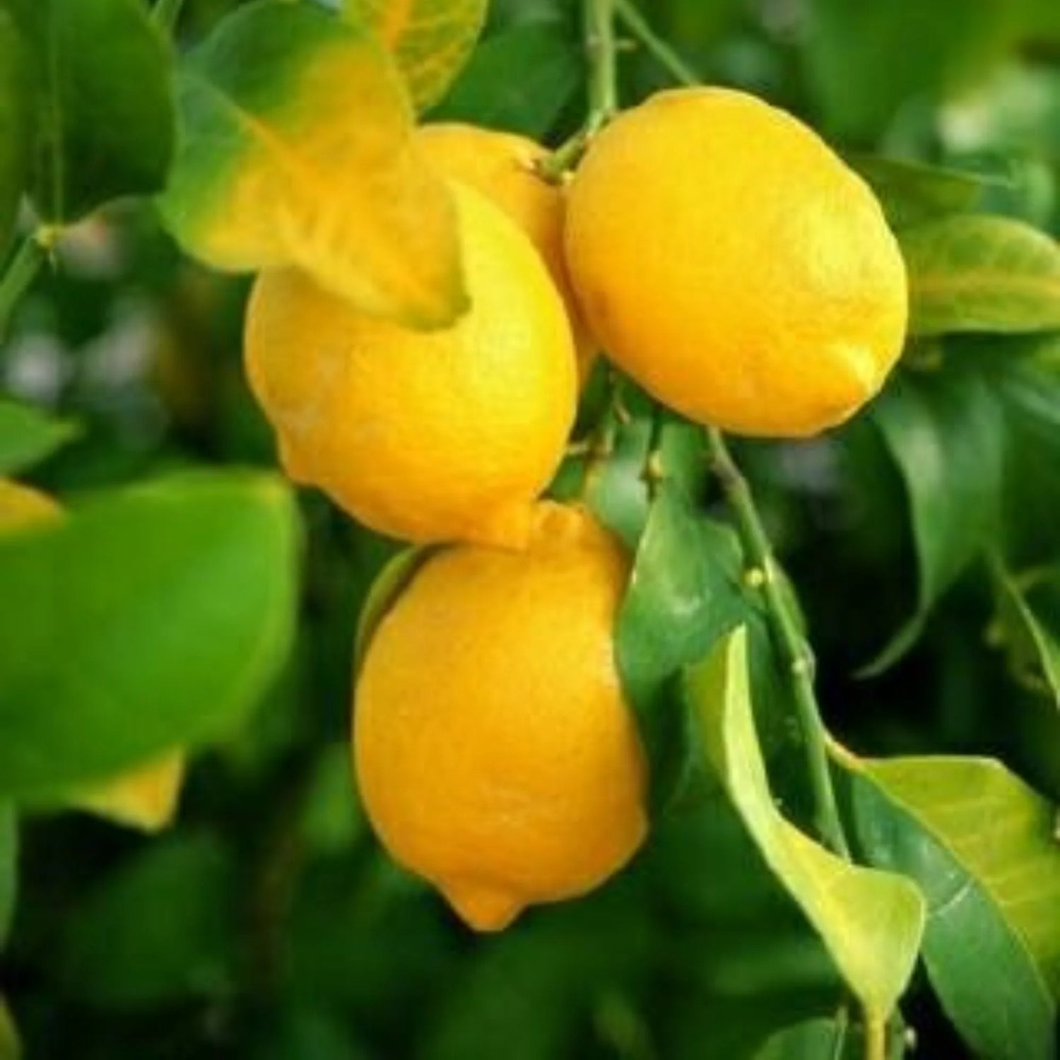 Meyer Lemon Plant Seeds for Planting - Growing Zesty and Refreshing Lemons at Beautiful Home Garden