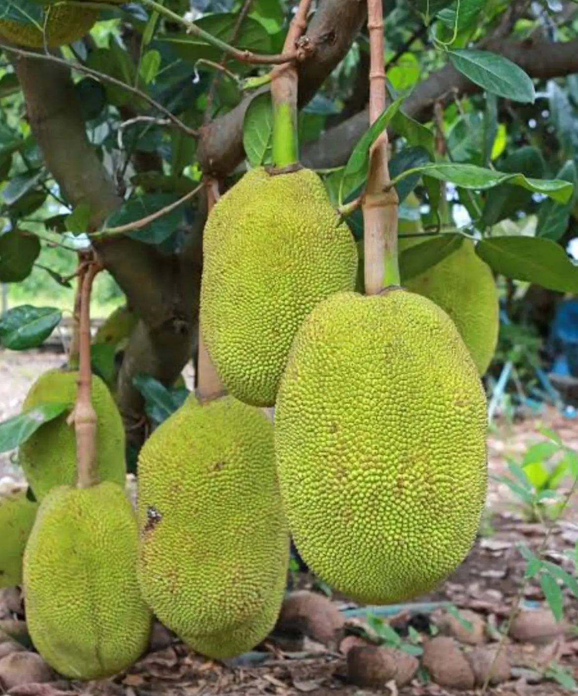 Black Gold (Australia) Jackfruit Seeds for Planting- Grow This Giant Tropical Fruit with Sweet Flesh
