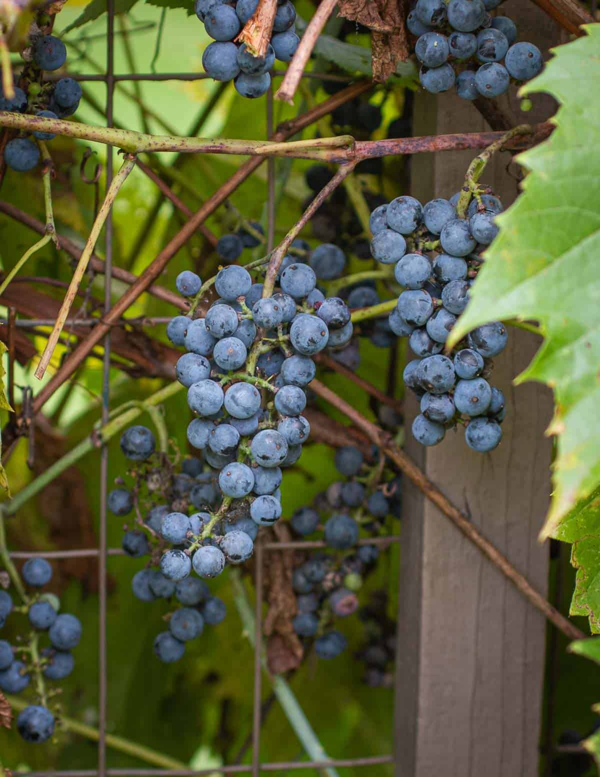 Wild Fox Grape Seeds for Planting - Hardy, Wild-Style Fruit Production, Heirloom Seeds