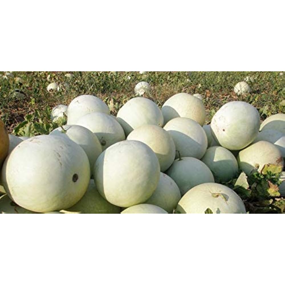 Rare Watermelon " Snow White " Fruit Seeds for Planting - Perfect for Delicious Summer Celebrations