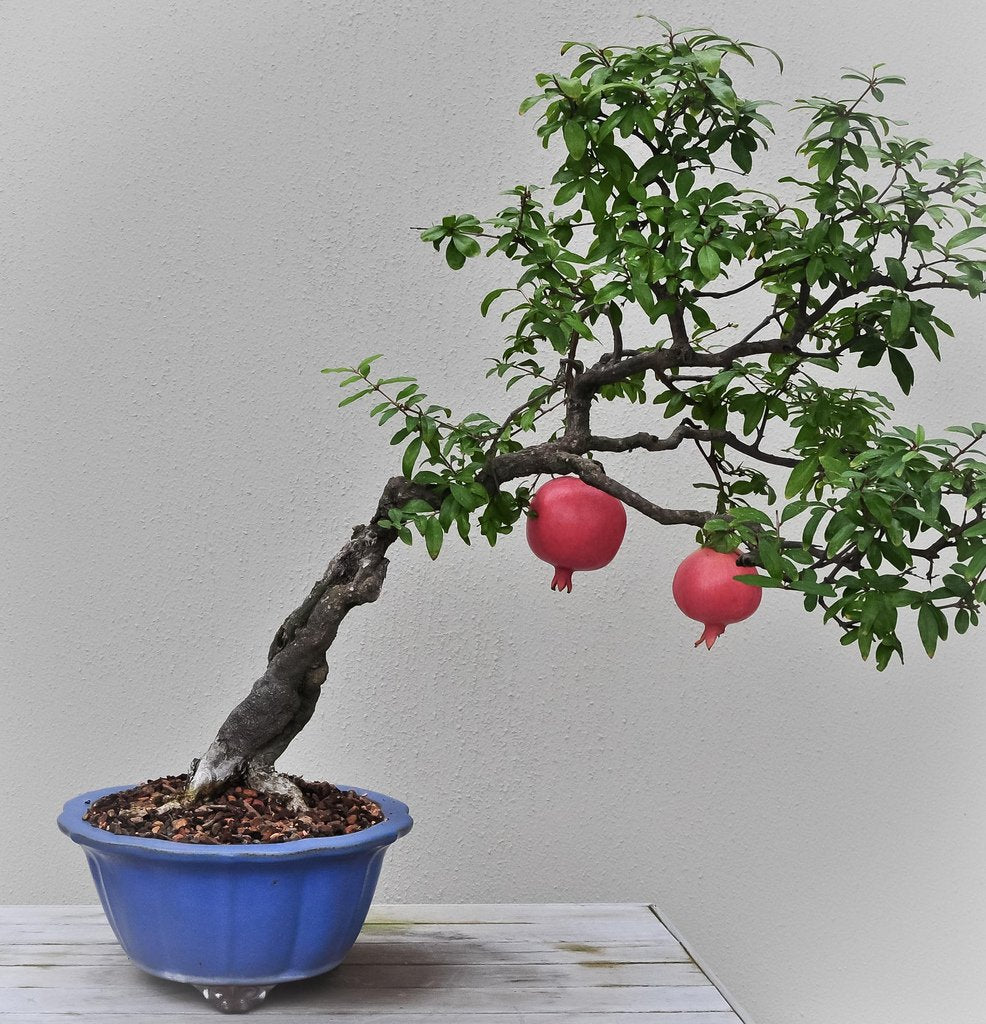 Miniature Bonsai Pomegranate Seeds - Beautiful Indoor Fruit Trees for Limited Spaces, Heirloom Seeds