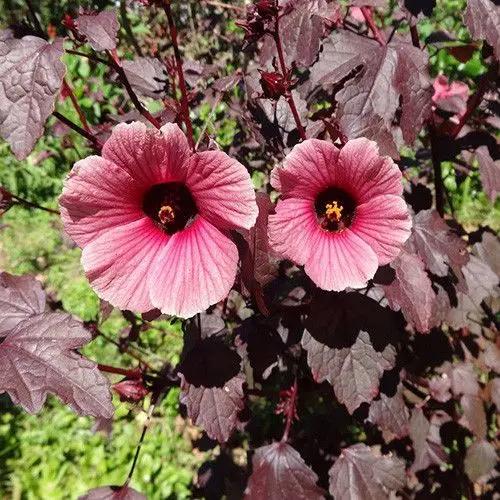 Hibiscus Acetosella Flower Seeds for Planting – Hierloom & Non-GMO Garden Seeds for planting in home garden