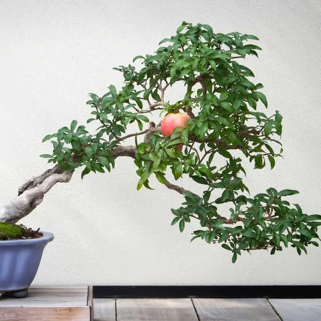 Miniature Bonsai Pomegranate Seeds - Beautiful Indoor Fruit Trees for Limited Spaces, Heirloom Seeds