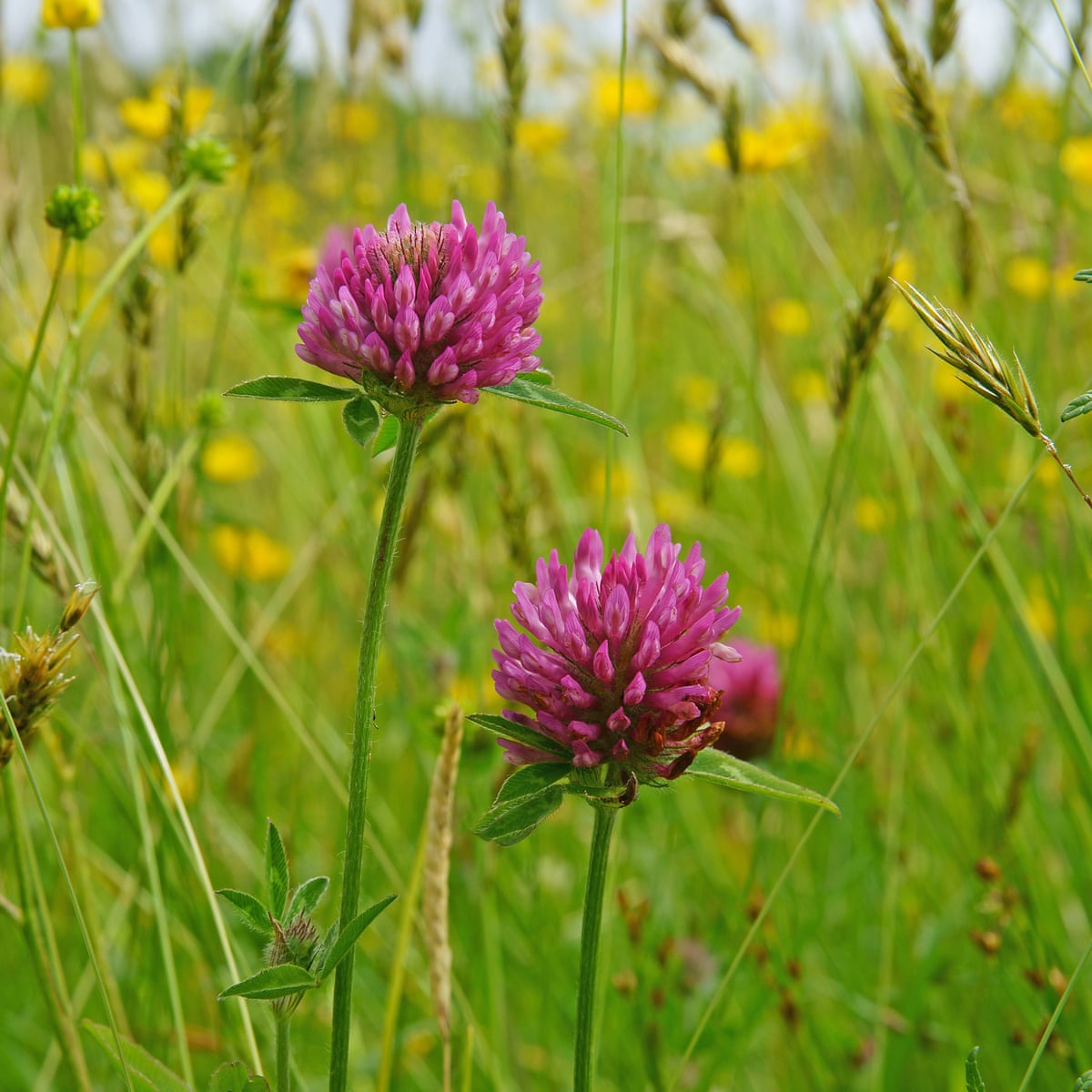 Perennial Red Clover Seeds