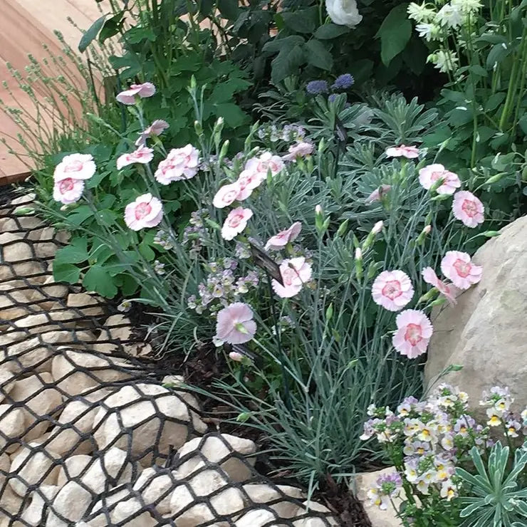 Dianthus Georgia Peach Pie