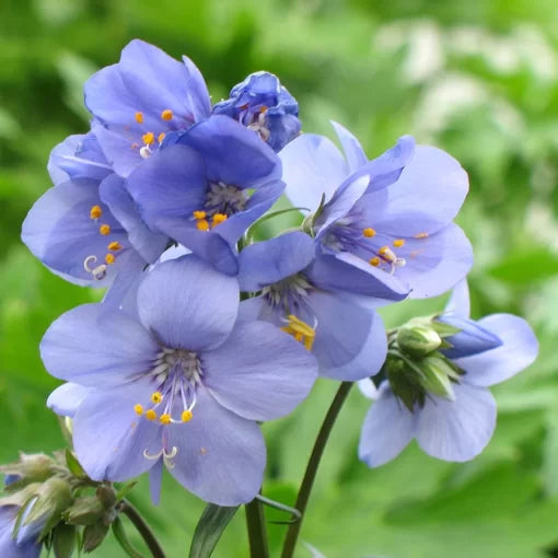 Brise d Anjou Jacob s Ladder Seeds Variegated Foliage Polemonium High Germination Garden Seeds heirloom non-gmo seeds