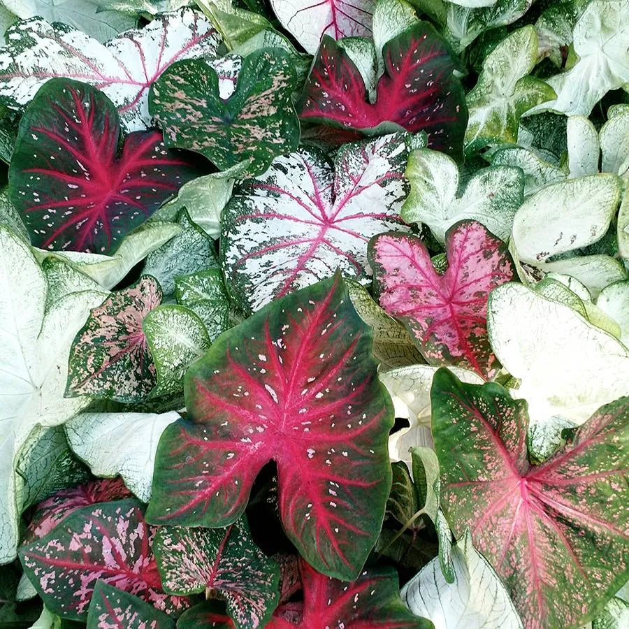 Caladium Bulbs - Sun Tolerant Collection