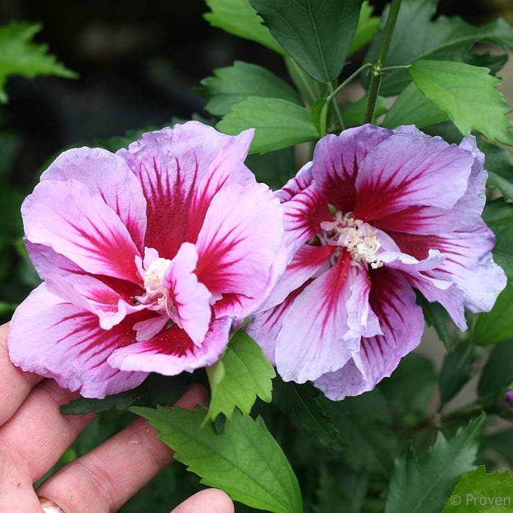 flowers high quality flower seeds for growing vibrant and colorful blooms in home gardens and landscapes organic flowers premium organic flower seeds for sustainable gardening and beautiful blossoms suitable for all climates