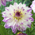 Ferncliff Inspiration Dahlia Seeds Decorative Pink Dahlia Variety High Germination Garden Seeds heirloom non-gmo seeds