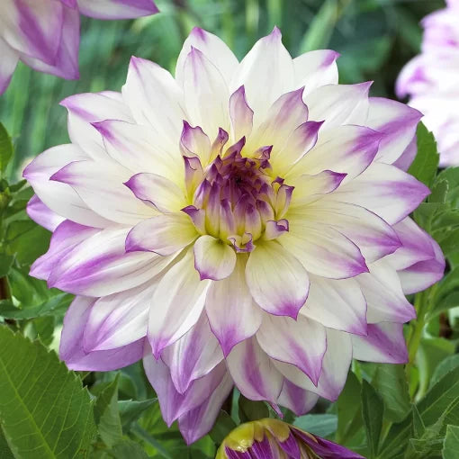 Ferncliff Inspiration Dahlia Seeds Decorative Pink Dahlia Variety High Germination Garden Seeds heirloom non-gmo seeds