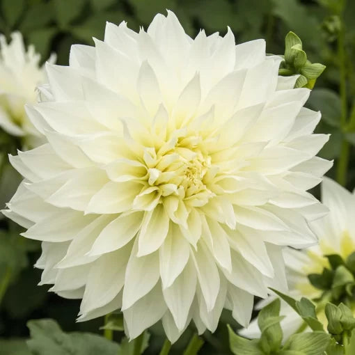 Fleurel Dahlia Seeds Large White Decorative Dahlia High Germination Garden Seeds heirloom non-gmo seeds