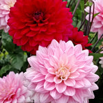 Naomi and Prospero Dahlia Seeds Decorative Dahlia Flower Blend High Germination Garden Seeds heirloom non-gmo seeds