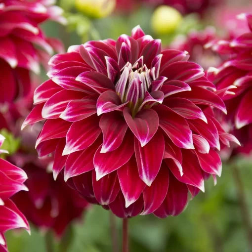 Red Rock Dahlia Seeds Bold Deep Red Dahlia Variety High Germination Garden Seeds heirloom non-gmo seeds