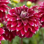 Red Rock Dahlia Seeds Bold Deep Red Dahlia Variety High Germination Garden Seeds heirloom non-gmo seeds