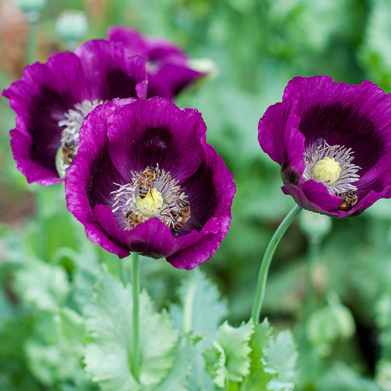Poppy Papaver Somniferum Purple Flower Seeds for Planting – Elegant Blooms for Pollinator Gardens and Border Displays