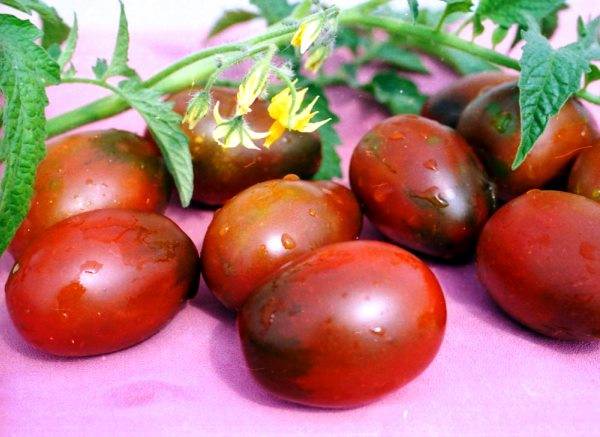 Tomato Gnome Solanum lycopersicum vegetable seeds for planting in vertical garden or container garden