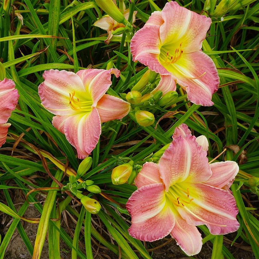 Hemerocallis Pink Tirzah