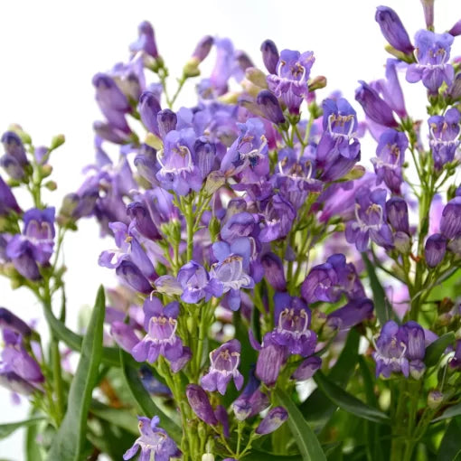 Blue Rock Candy Penstemon Seeds Sky Blue Beardtongue Variety High Germination Garden Seeds heirloom non-gmo seeds