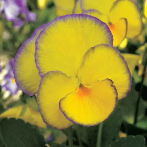 Sweetheart Viola Seeds Soft Yellow-Pink Viola Blooms High Germination Garden Seeds heirloom non-gmo seeds