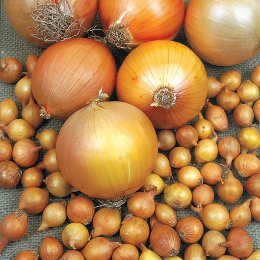 Patterson Onion Seeds High Germination Garden Seeds heirloom non-gmo seeds