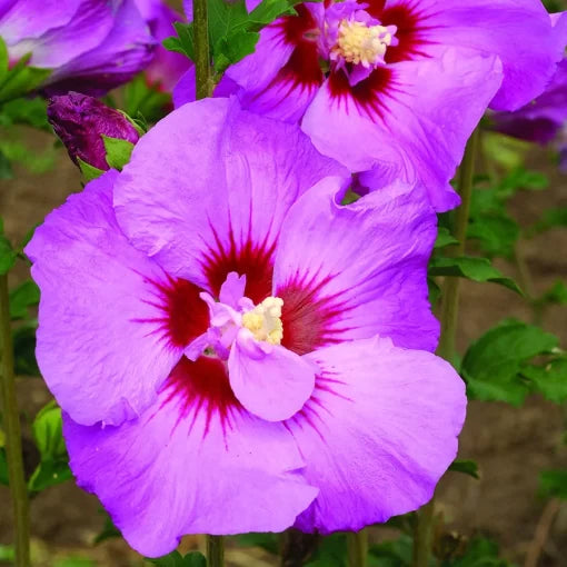 Tahiti Hibiscus Seeds Large Tropical Yellow-Red Hibiscus High Germination Garden Seeds heirloom non-gmo seeds