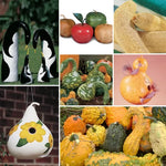 Gourd Seed Collection for Home Gardening heirloom non-gmo seeds