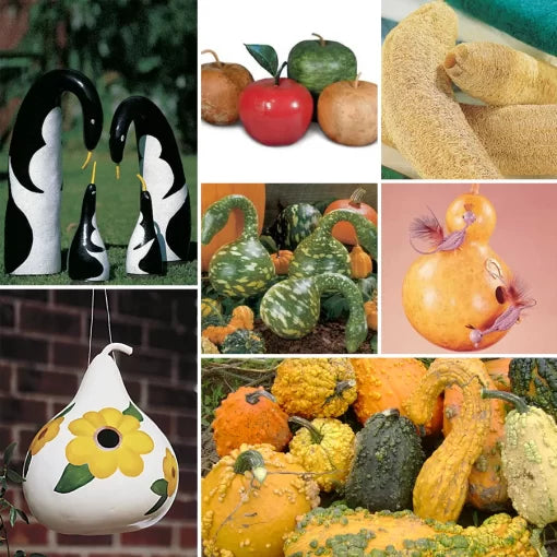 Gourd Seed Collection for Home Gardening heirloom non-gmo seeds