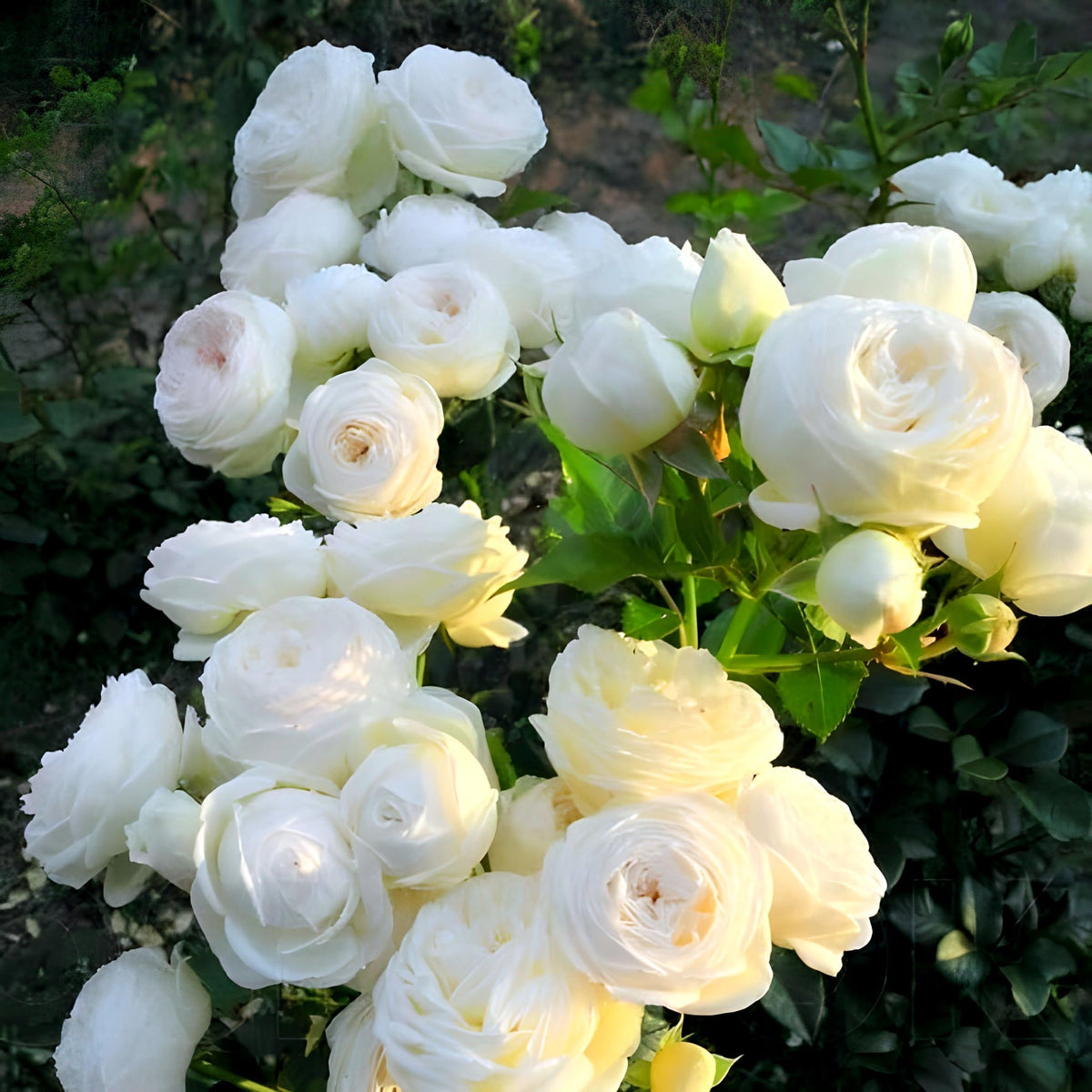 White Rosa Seeds White Flowering Seeds for Planting in Garden and Pots