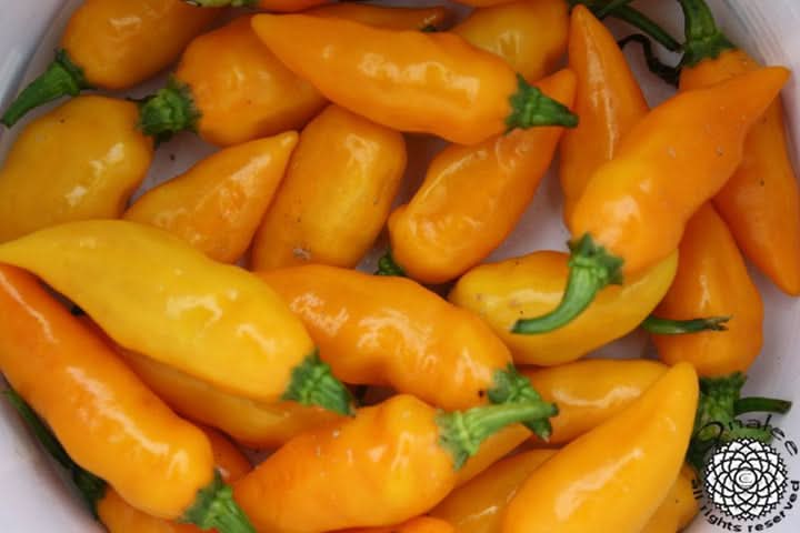 Augustine Minorcan Datil Hot Pepper Plant Seeds – Small Yet Spicy Peppers